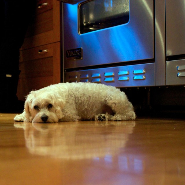 Schnap in the Aisle of Death