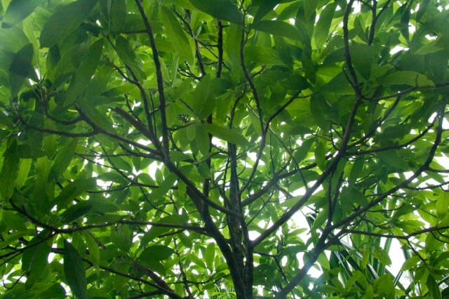 Tree Canopy