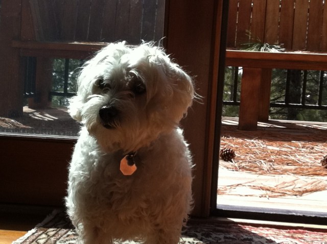 schnoodle, dog, Schnap