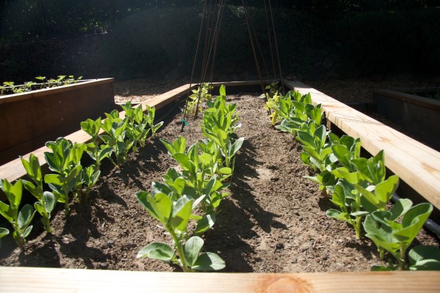 piecegoods Growth in the Garden Fava Bean Sprouts