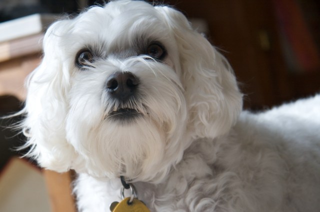 piecedgoods Schnap in the office