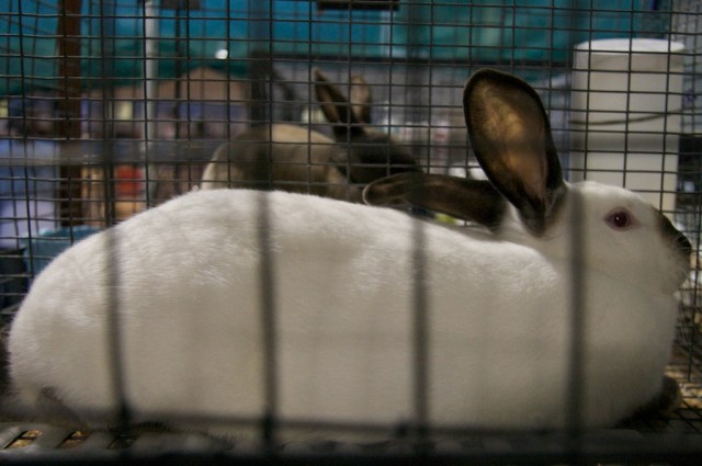 Piecedgoods San Mateo County Fair Bunny Rabbit, bunny, San Mateo County Fair