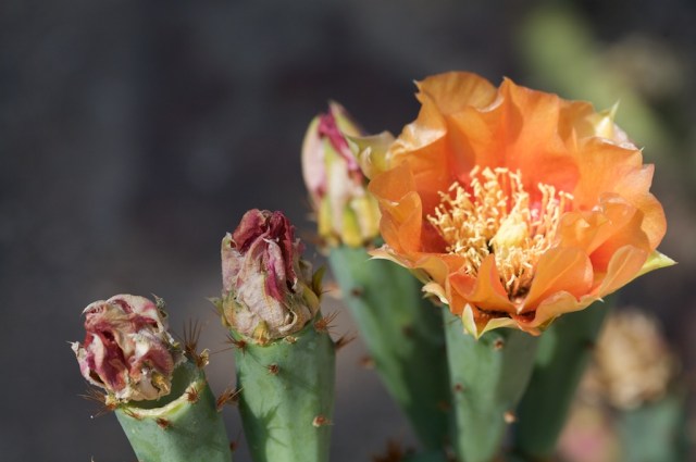 Prickly pear flower