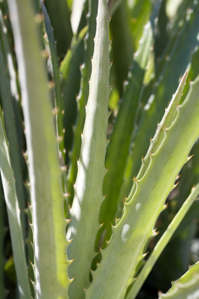 Aloe