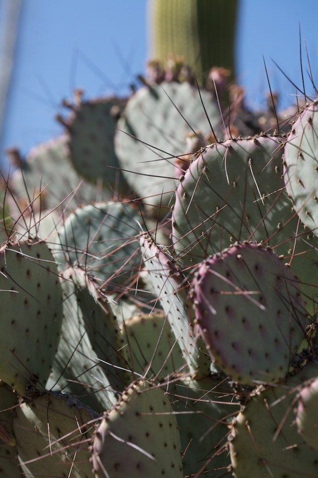 prickly pear cactus