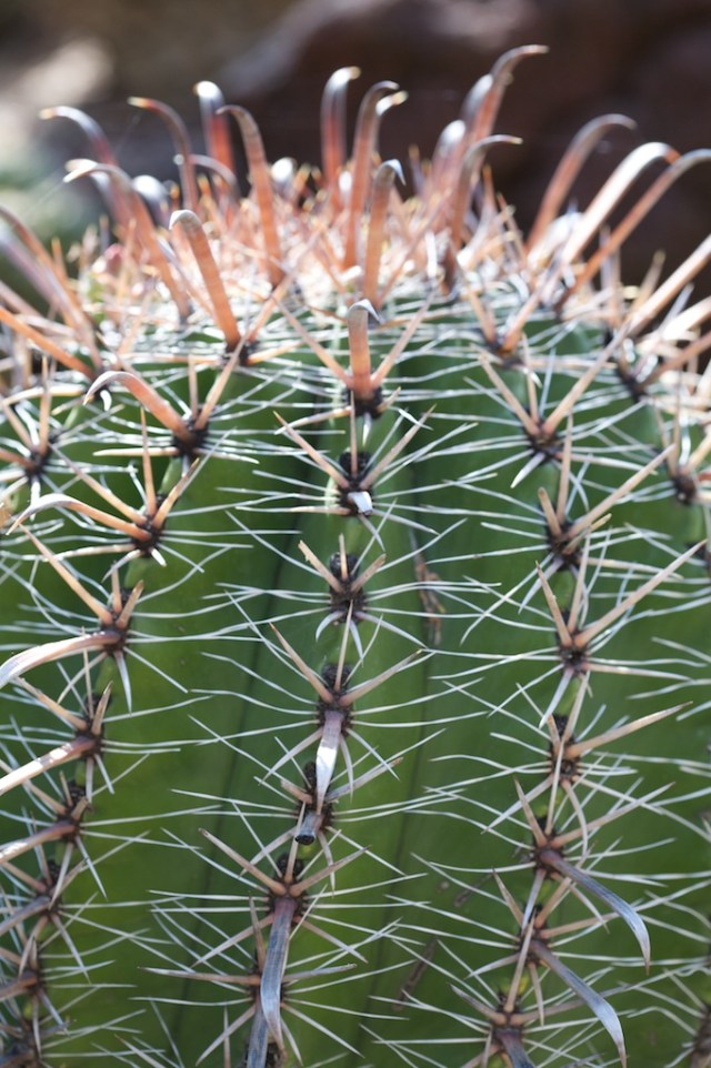 Barrel Cactus