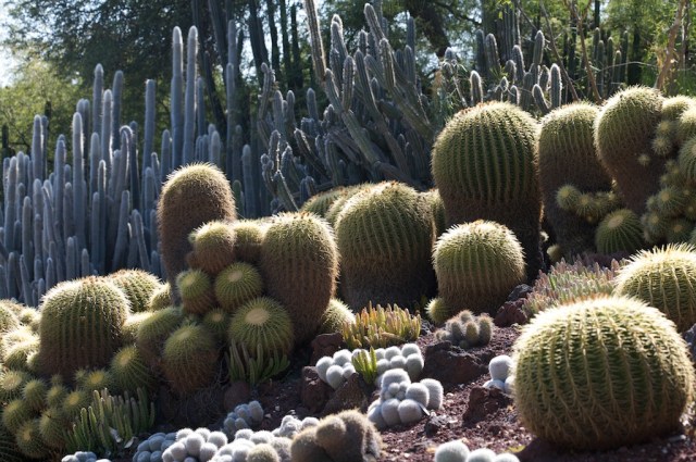 Succulents at Huntington Desert Garden