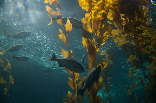 Monterey Bay Aquarium Kelp Tank