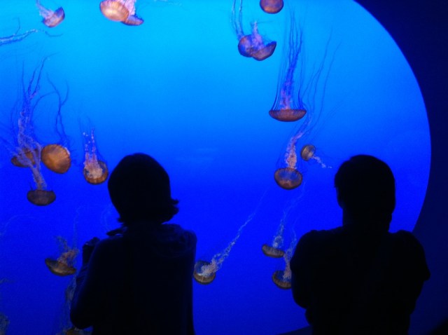 piecedgoods Monterey jellies