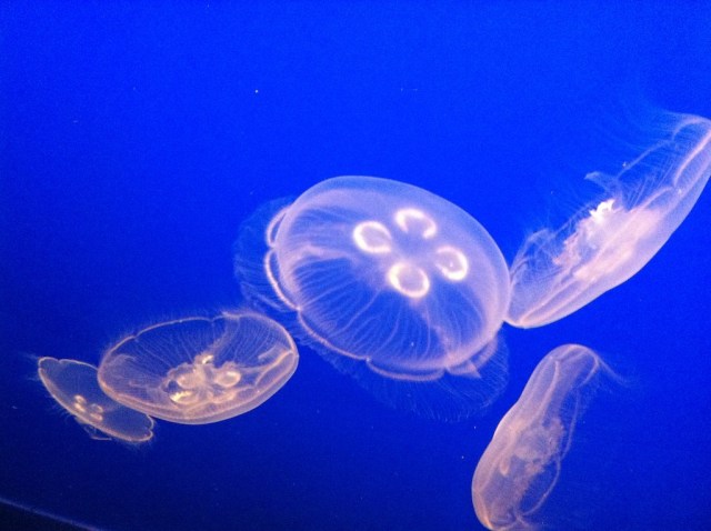 piecedgoods Monterey jellies