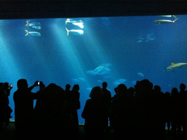 Monterey Outer Bay Tank