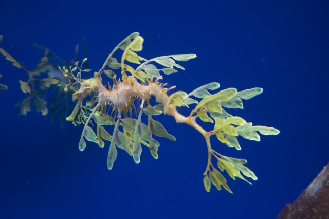 Monterey Bay Aquarium Sea Dragon