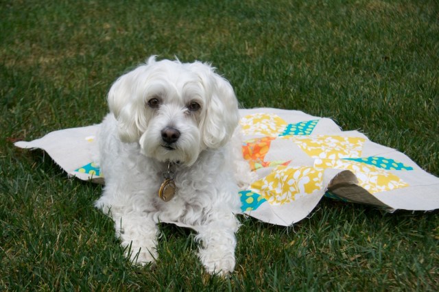 Linen Swoon and Schnap