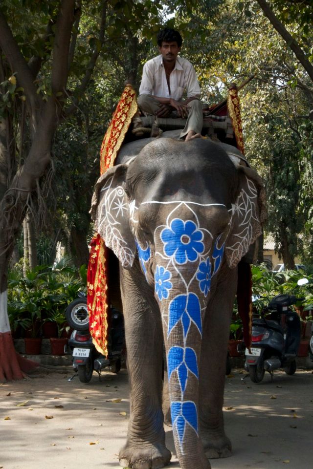 piecedgoods Elephant rider India - Elephant Rider