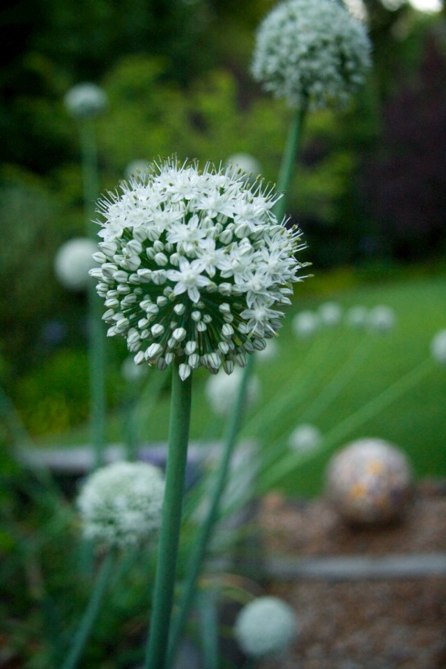 piecedgoods Garden Allium #July Photo a Day, Garden