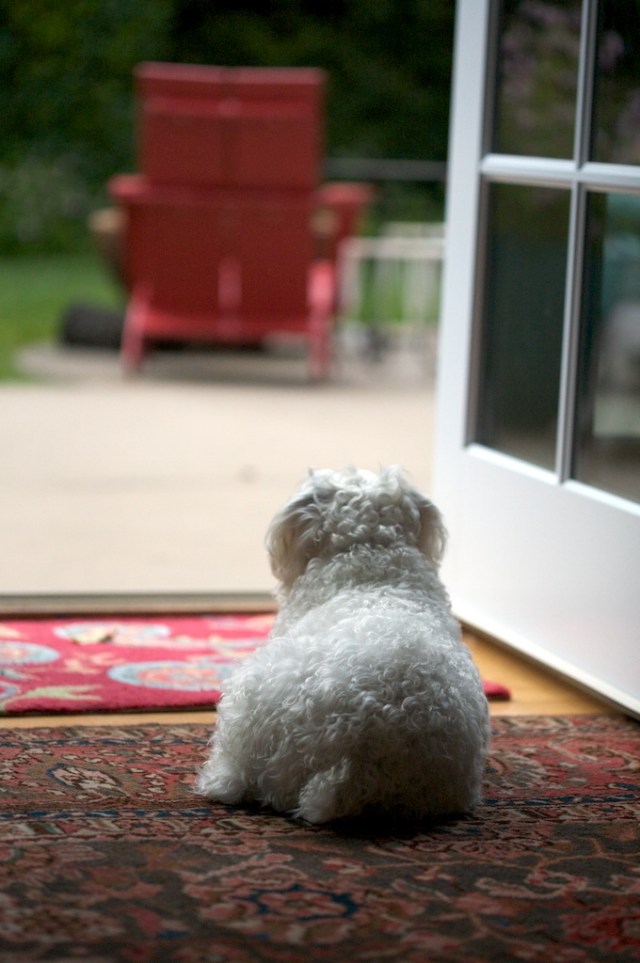 piecedgoods Schnap Watching July Photo a day - Animal