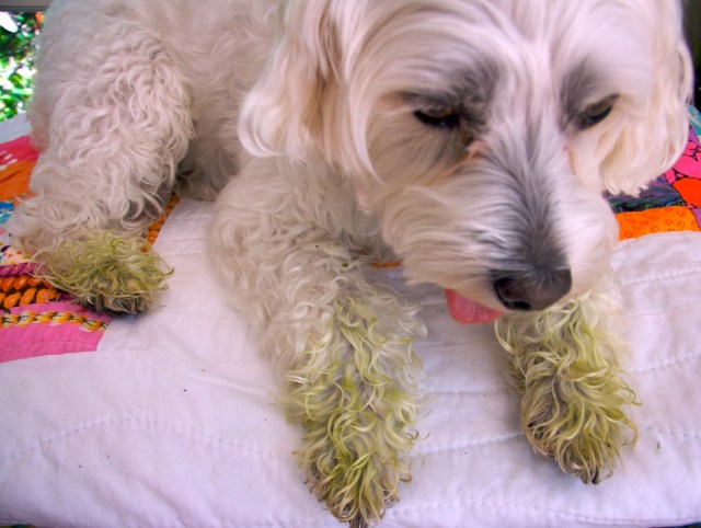 White Dog, Green Paws