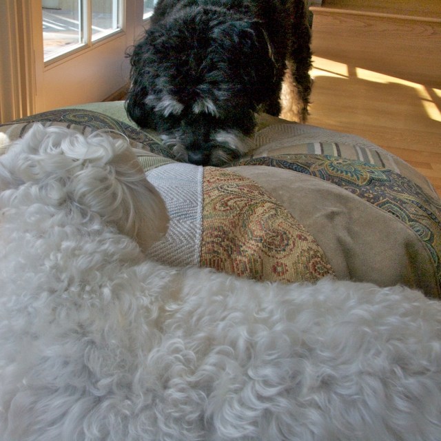 Pouf Schnap and Murphy Honey Bun Pouf by Amy Butler