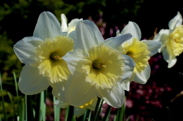piecedgoods Daffodils