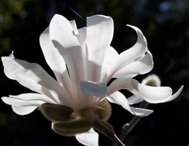 Piecedgoods Magnolia