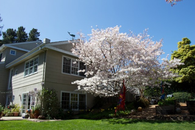 piecedgoods Cherry Tree