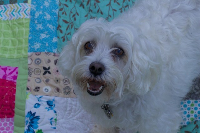 Schnap Mini Totoro Quilt  186